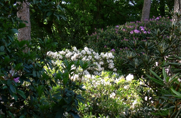 Bois des Moutiers (21) Juin 2012